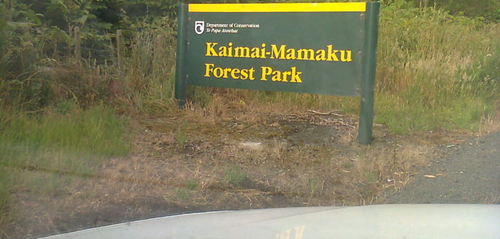 Kaimai Mamaku Forest  - the forest of New Zealand