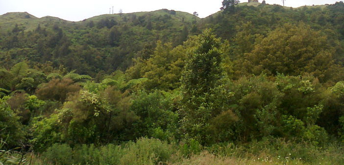 Kaimai colours - the greens of the bush